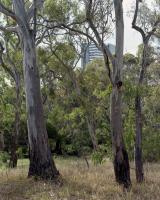 Remnant grassy woodland, within construction zone. Chromogenic photograph