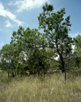 White skink habitat, within construction zone. Chromogenic photograph