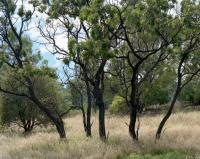 Remnant grassy woodland, within construction zone. Chromogenic photograph