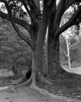 Moreton Bay Fig, Anzac Hall, Brens Drive. Silver gelatin photograph