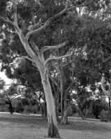 River red gum, with Sugar gums behind opposite Urban Camp, within construction zone. Silver gelatin photograph