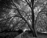 Golden Wych Elm, Gatehouse Street. Silver gelatin photograph