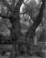 Peppercorn tree, Gatehouse Street. Silver gelatin photograph