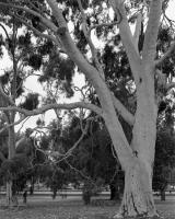 Lemon scented gum, Park Street. Silver gelatin photograph