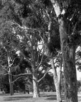 Sugar gums, Ryder Oval. Silver gelatin photograph