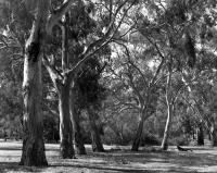 River red gums near Australian Native Garden, within construction zone. Silver gelatin photograph